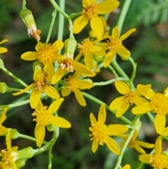 Senecio linearifolius var. arachnoideus at SCR380 at Windellama - 8 Feb 2024