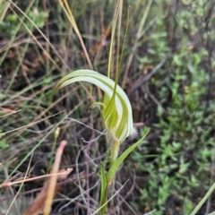 Diplodium ampliatum (Large Autumn Greenhood) at Namadgi National Park - 11 Feb 2024 by BethanyDunne