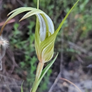 Diplodium ampliatum at Namadgi National Park - 11 Feb 2024