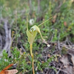 Diplodium reflexum (Dainty Greenhood) at Namadgi National Park - 11 Feb 2024 by BethanyDunne