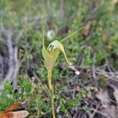 Diplodium reflexum (Dainty Greenhood) at Namadgi National Park - 10 Feb 2024 by BethanyDunne