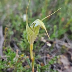 Diplodium reflexum at Namadgi National Park - suppressed