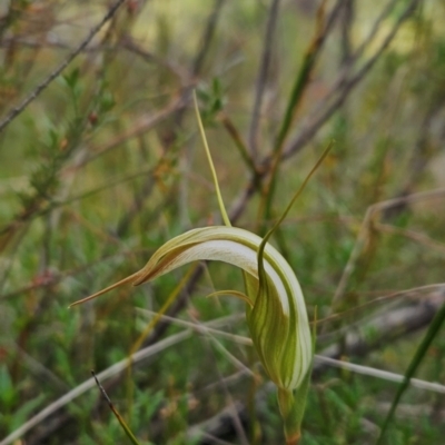 Diplodium ampliatum (Large Autumn Greenhood) at Tharwa, ACT - 10 Feb 2024 by BethanyDunne