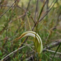 Diplodium ampliatum (Large Autumn Greenhood) at Namadgi National Park - 10 Feb 2024 by BethanyDunne