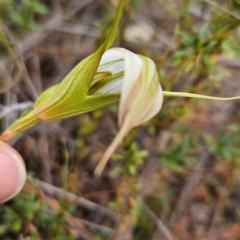 Diplodium ampliatum at Namadgi National Park - 11 Feb 2024