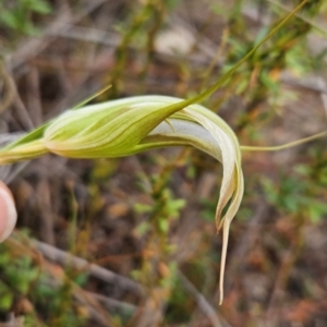 Diplodium ampliatum at Namadgi National Park - 11 Feb 2024