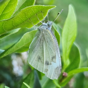 Pieris rapae at QPRC LGA - 11 Feb 2024 07:06 PM