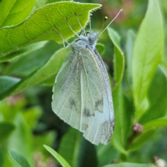 Pieris rapae at QPRC LGA - 11 Feb 2024 07:06 PM