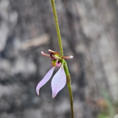 Eriochilus cucullatus (Parson's Bands) at Tharwa, ACT - 10 Feb 2024 by BethanyDunne