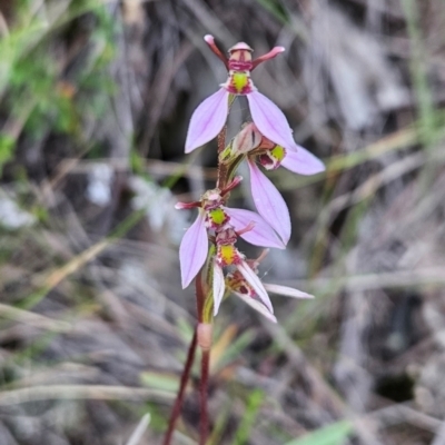 Eriochilus magenteus (Magenta Autumn Orchid) at Namadgi National Park - 11 Feb 2024 by BethanyDunne