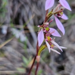 Eriochilus magenteus at Namadgi National Park - 11 Feb 2024