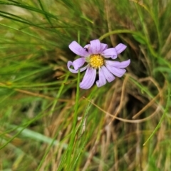 Calotis scabiosifolia var. integrifolia (Rough Burr-daisy) at Namadgi National Park - 10 Feb 2024 by BethanyDunne