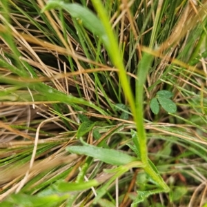 Calotis scabiosifolia var. integrifolia at Namadgi National Park - 11 Feb 2024