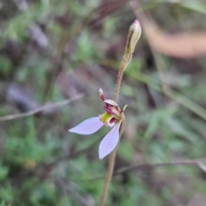 Eriochilus cucullatus at Namadgi National Park - 11 Feb 2024