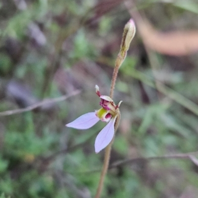 Eriochilus cucullatus (Parson's Bands) at Namadgi National Park - 10 Feb 2024 by BethanyDunne