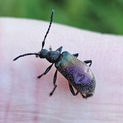 Lagriini sp. (tribe) (Unidentified lagriine darkling beetle) at QPRC LGA - 11 Feb 2024 by MatthewFrawley