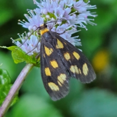 Asura cervicalis (Spotted Lichen Moth) at QPRC LGA - 11 Feb 2024 by MatthewFrawley