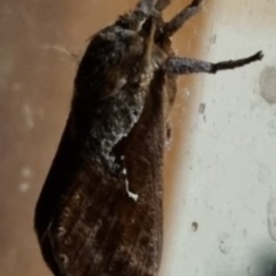 Elhamma australasiae (A Swift or Ghost moth (Hepialidae)) at Fowles St. Woodland, Weston - 11 Feb 2024 by BJR