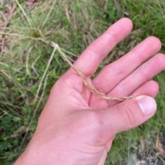 Deyeuxia carinata (Slender Bent-Grass) at Tharwa, ACT - 5 Jan 2024 by Tapirlord