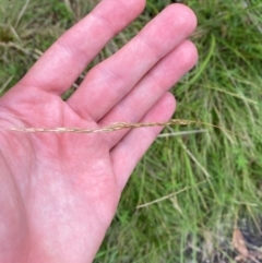 Deyeuxia carinata at Namadgi National Park - 5 Jan 2024 01:40 PM