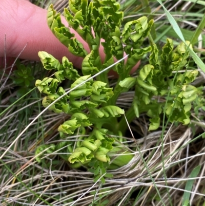 Sceptridium australe (Austral Moonwort) at Tharwa, ACT - 5 Jan 2024 by Tapirlord