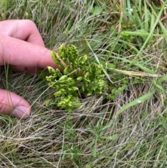 Sceptridium australe at Namadgi National Park - 5 Jan 2024