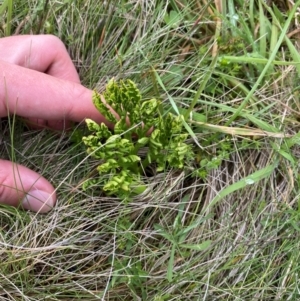 Sceptridium australe at Namadgi National Park - 5 Jan 2024