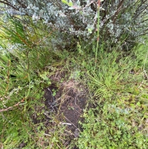 Deyeuxia gunniana at Namadgi National Park - 5 Jan 2024