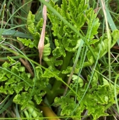 Botrychium australe (Austral Moonwort) at Namadgi National Park - 5 Jan 2024 by Tapirlord