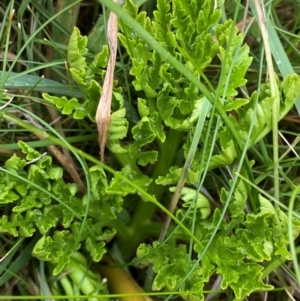 Sceptridium australe at Namadgi National Park - suppressed