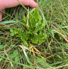 Sceptridium australe at Namadgi National Park - suppressed