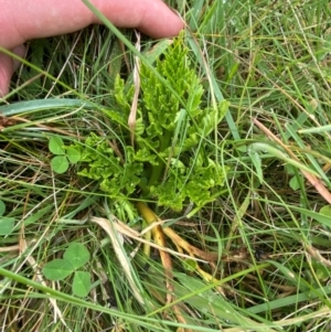 Sceptridium australe at Namadgi National Park - suppressed