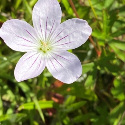 Geranium neglectum (Red-stemmed Cranesbill) at Gibraltar Pines - 1 Jan 2024 by Tapirlord