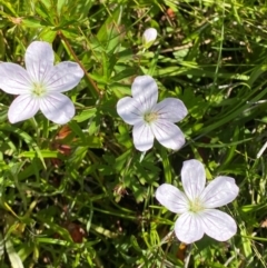 Geranium neglectum at Gibraltar Pines - 1 Jan 2024