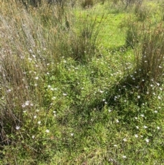 Geranium neglectum at Gibraltar Pines - 1 Jan 2024 03:44 PM