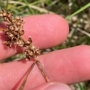 Luzula modesta at Namadgi National Park - 1 Jan 2024