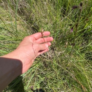 Luzula modesta at Namadgi National Park - 1 Jan 2024