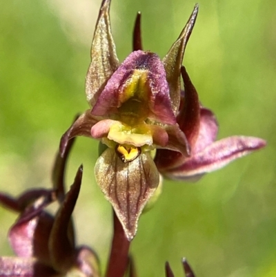 Prasophyllum canaliculatum (Summer Leek Orchid) at Tharwa, ACT - 1 Jan 2024 by Tapirlord