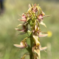 Paraprasophyllum canaliculatum at suppressed - suppressed