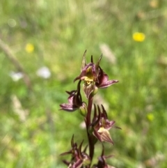 Paraprasophyllum canaliculatum at suppressed - 1 Jan 2024