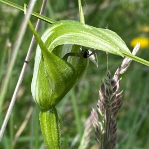 Pterostylis monticola at Namadgi National Park - 1 Jan 2024