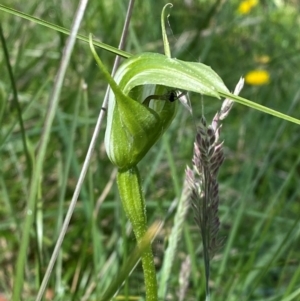 Pterostylis monticola at Namadgi National Park - 1 Jan 2024