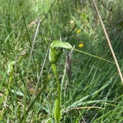 Pterostylis monticola at Namadgi National Park - 1 Jan 2024