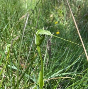 Pterostylis monticola at Namadgi National Park - 1 Jan 2024