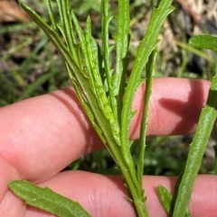 Senecio diaschides (Erect Groundsel) at Gibraltar Pines - 1 Jan 2024 by Tapirlord