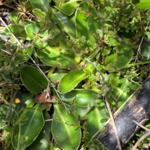 Goodenia montana at Namadgi National Park - 1 Jan 2024 02:04 PM