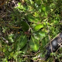 Velleia montana at Namadgi National Park - 1 Jan 2024