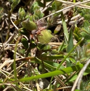 Pultenaea polifolia at Namadgi National Park - 1 Jan 2024