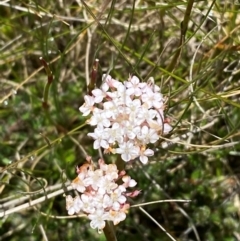 Trachymene humilis subsp. humilis (Alpine Trachymene) at Tennent, ACT - 1 Jan 2024 by Tapirlord