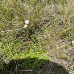 Trachymene humilis subsp. humilis at Namadgi National Park - 1 Jan 2024 02:03 PM